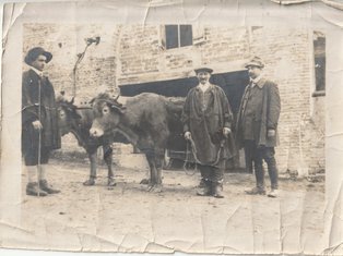 Saint Christophe propiété naudou Photo d'un groupe de travailleurs avec un vache à Saint Christophe propiété naudou
